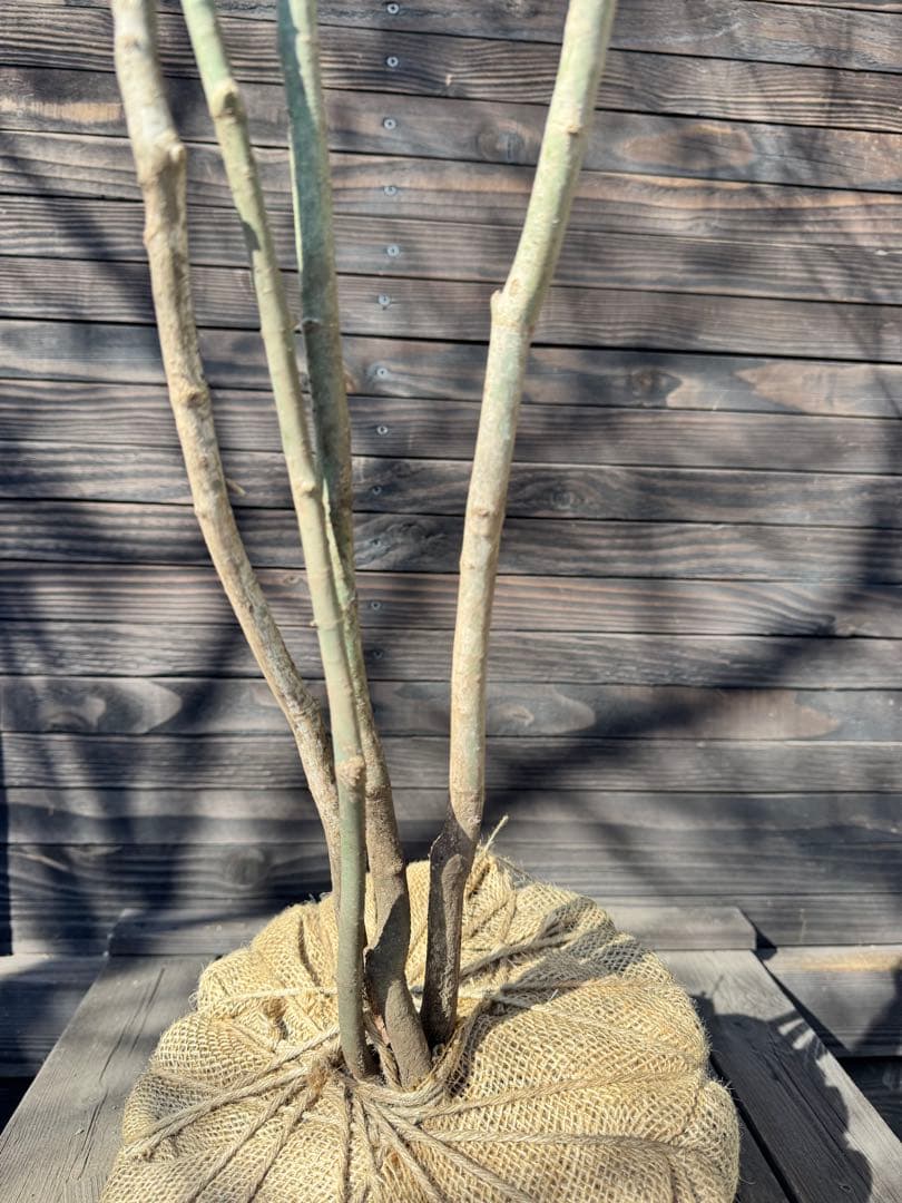 ヤマモミジ/山採り天然木【現品発送】管理80030