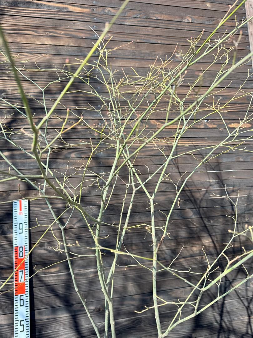 ヤマモミジ/山採り天然木【現品発送】管理80030