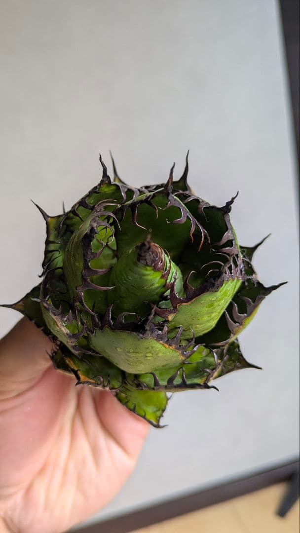 【超コンパクト】アガベ　ホリダ　強棘③検チタノタ　オテロイ　オアハカ　実生　陽炎