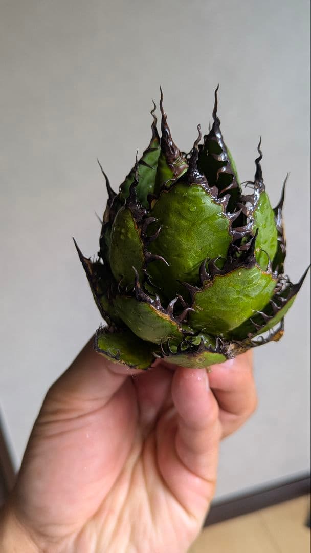 【超コンパクト】アガベ　ホリダ　強棘③検チタノタ　オテロイ　オアハカ　実生　陽炎