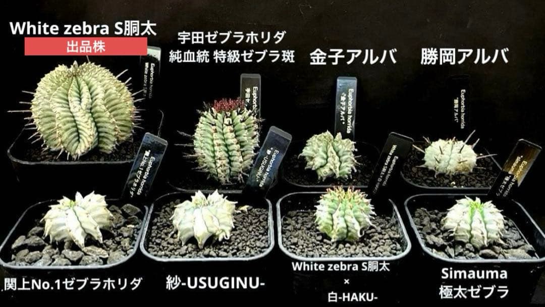ユーフォルビアホリダ White zebra S胴太 選抜 特大サイズ 観葉植物