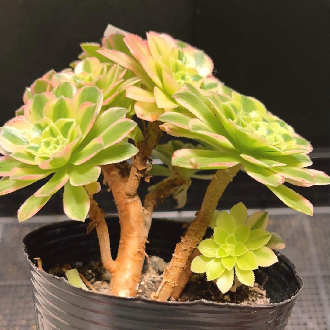 95#多肉植物アエオニウム錦❤️碧玉❤️8頭15cm 鉢土付き出荷 - メルカリ