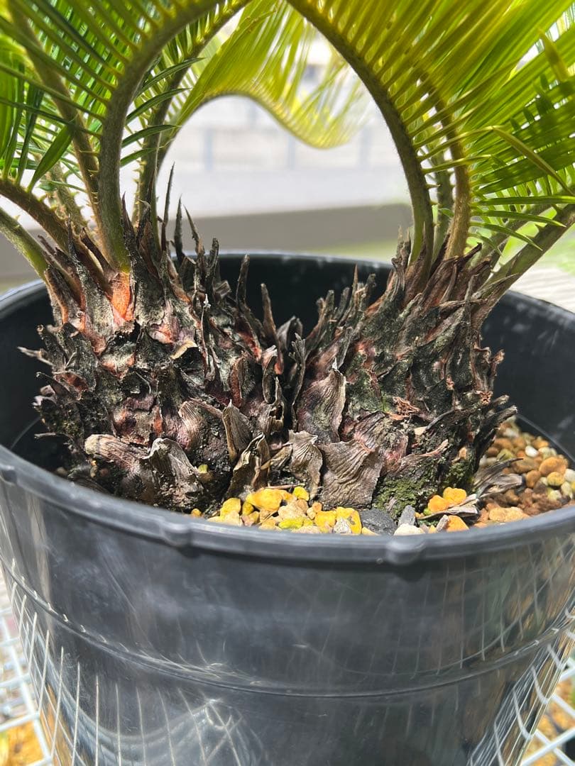 斑入りソテツ 双頭 / 沖縄産 極希少 極上個体 蘇轍 錦