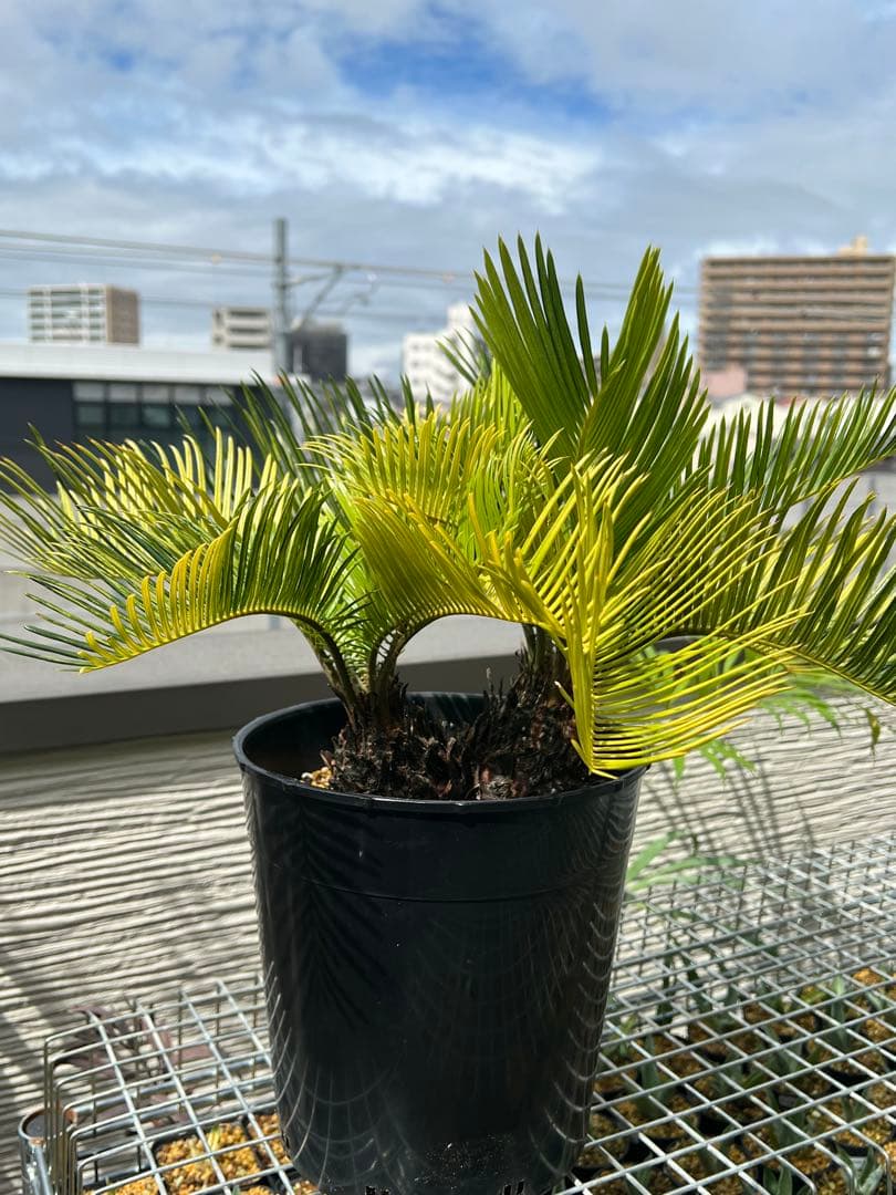 斑入りソテツ 双頭 / 沖縄産 極希少 極上個体 蘇轍 錦