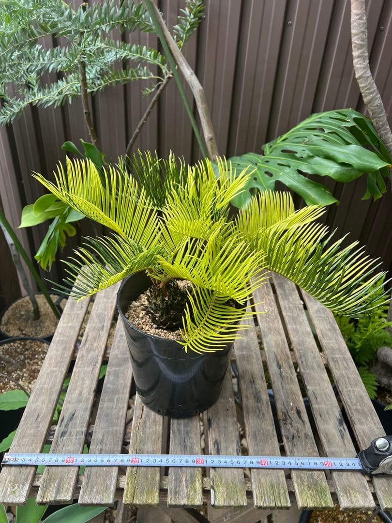 斑入りソテツ 双頭 / 沖縄産 極希少 極上個体 蘇轍 錦