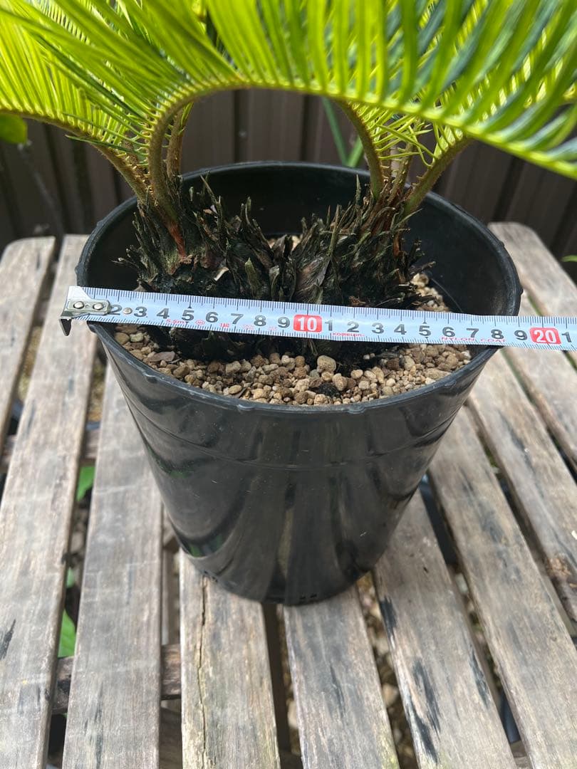 斑入りソテツ 双頭 / 沖縄産 極希少 極上個体 蘇轍 錦