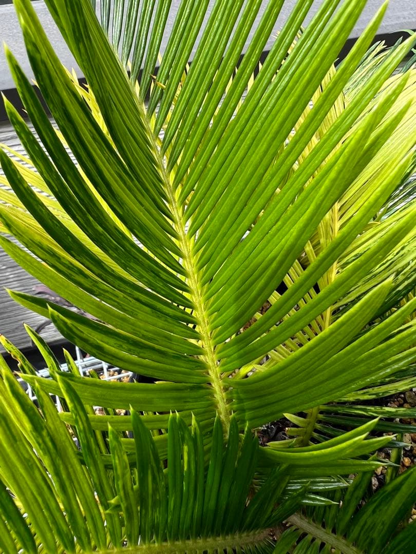 斑入りソテツ 双頭 / 沖縄産 極希少 極上個体 蘇轍 錦