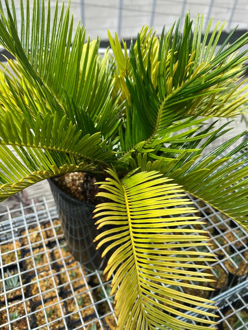 斑入りソテツ 双頭 / 沖縄産 極希少 極上個体 蘇轍 錦