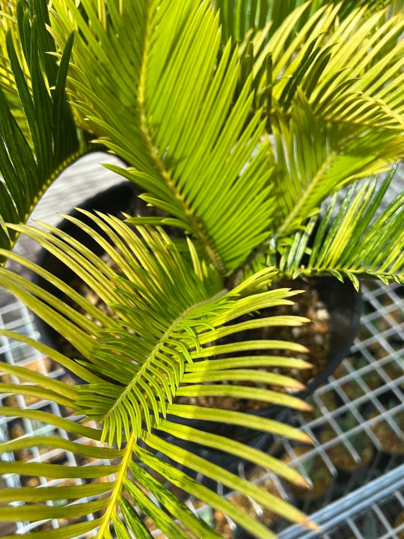 斑入りソテツ 双頭 / 沖縄産 極希少 極上個体 蘇轍 錦