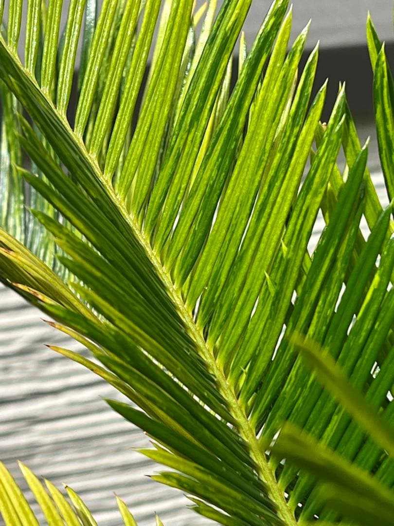 斑入りソテツ 双頭 / 沖縄産 極希少 極上個体 蘇轍 錦