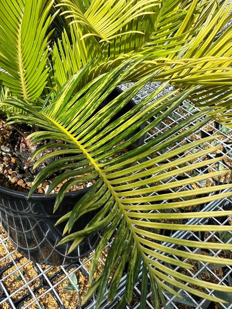 斑入りソテツ 双頭 / 沖縄産 極希少 極上個体 蘇轍 錦