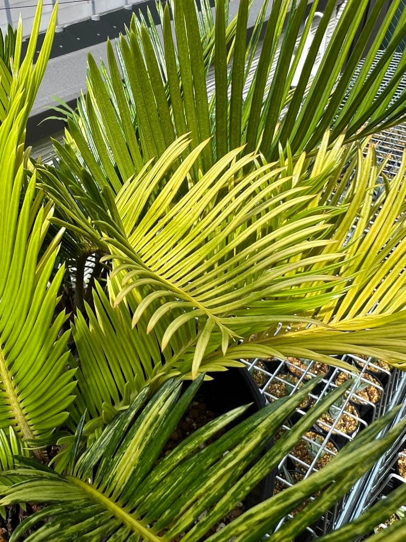 斑入りソテツ 双頭 / 沖縄産 極希少 極上個体 蘇轍 錦