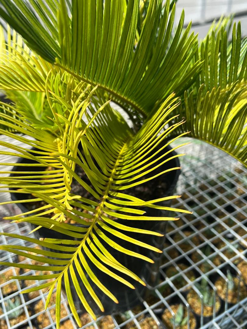 斑入りソテツ 双頭 / 沖縄産 極希少 極上個体 蘇轍 錦