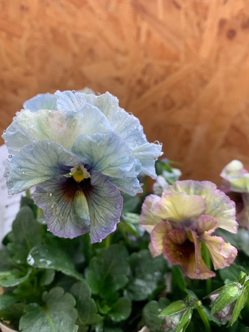 R*U様 \"和\" 2苗セット　no6