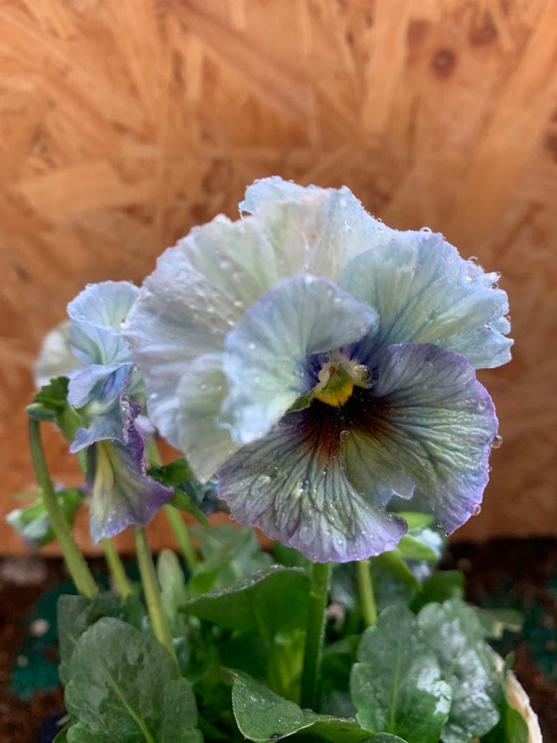 R*U様 \"和\" 2苗セット　no6