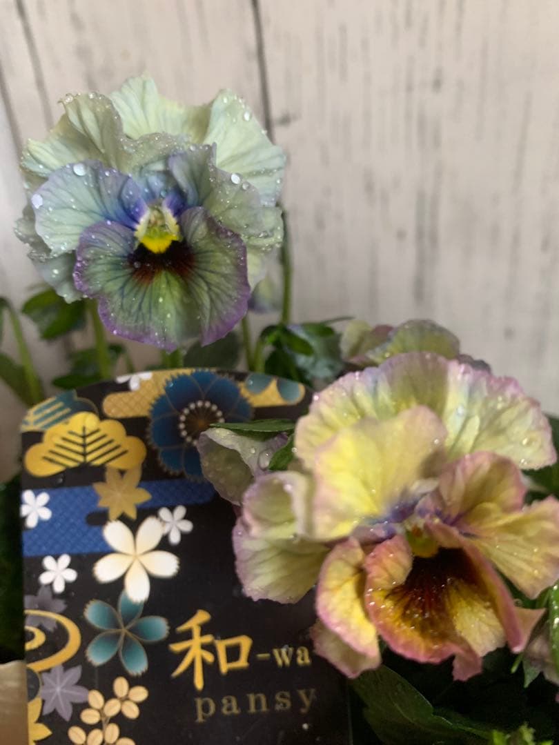 R*U様 \"和\" 2苗セット　no6