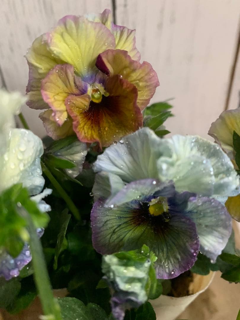 R*U様 \"和\" 2苗セット　no6