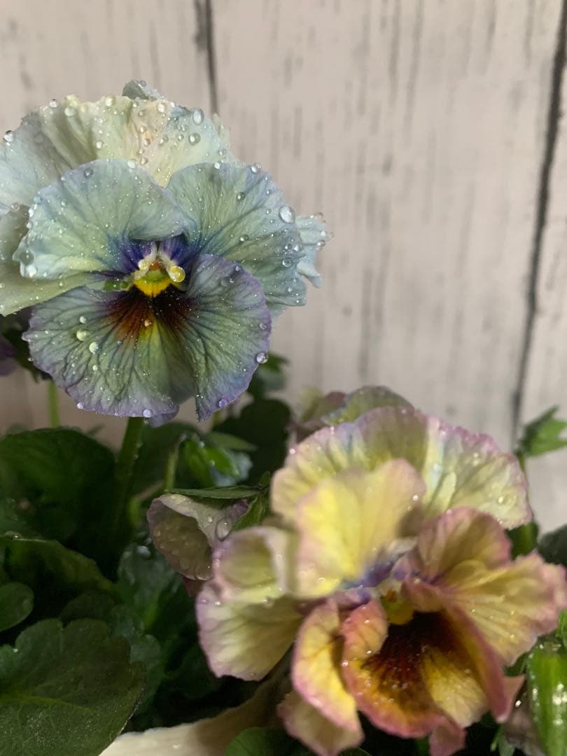 R*U様 \"和\" 2苗セット　no6