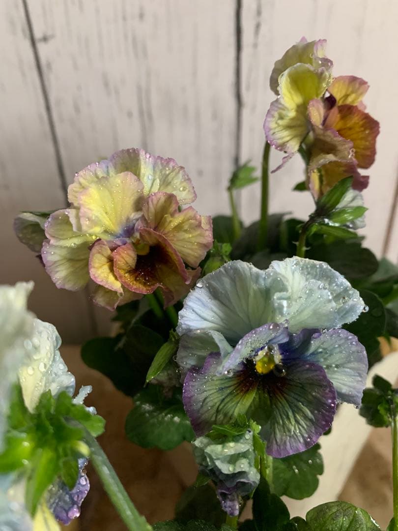 R*U様 \"和\" 2苗セット　no6