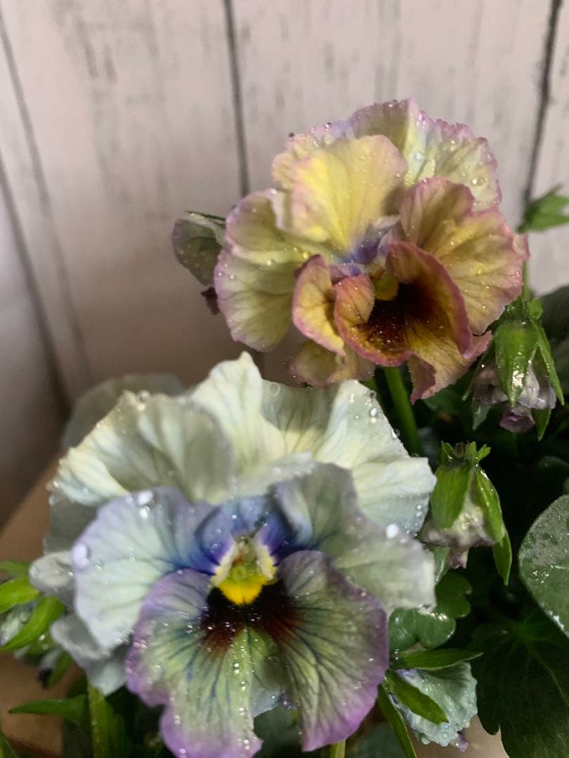 R*U様 \"和\" 2苗セット　no6