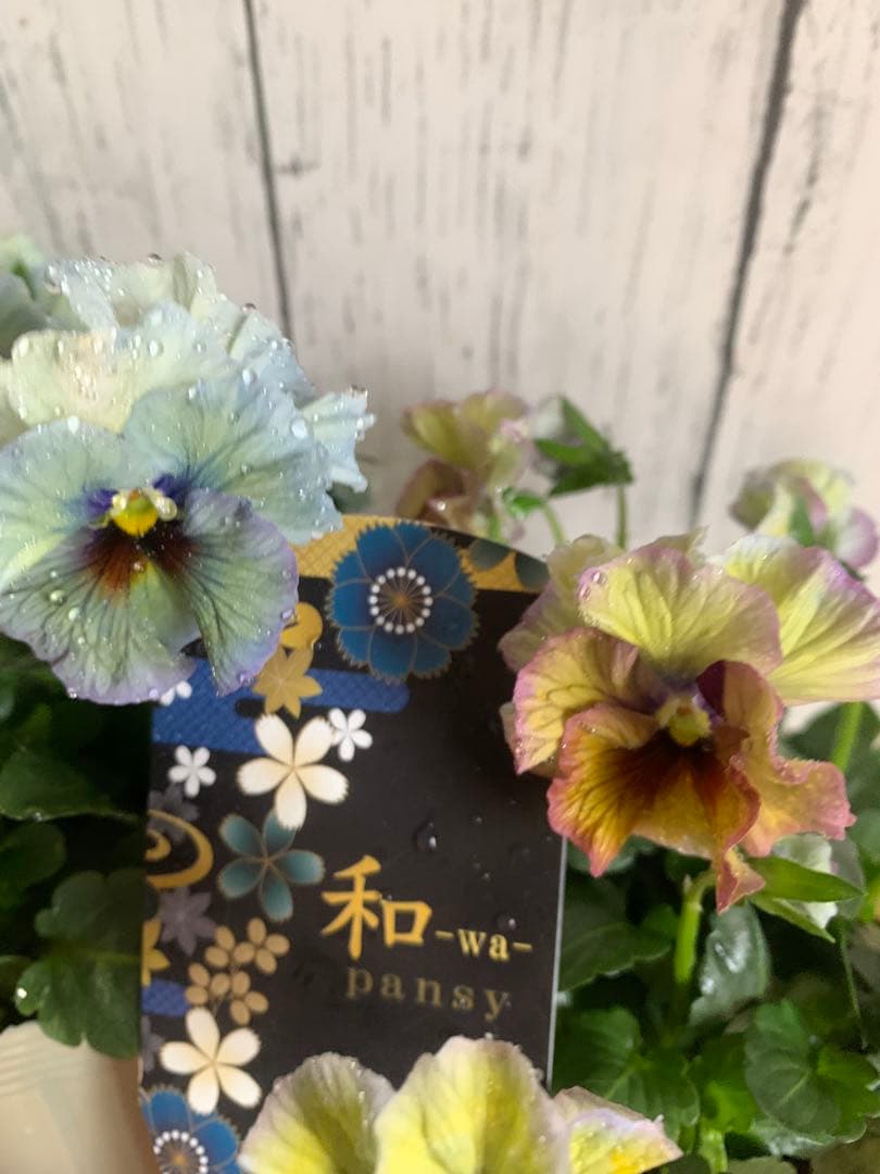 R*U様 \"和\" 2苗セット　no6