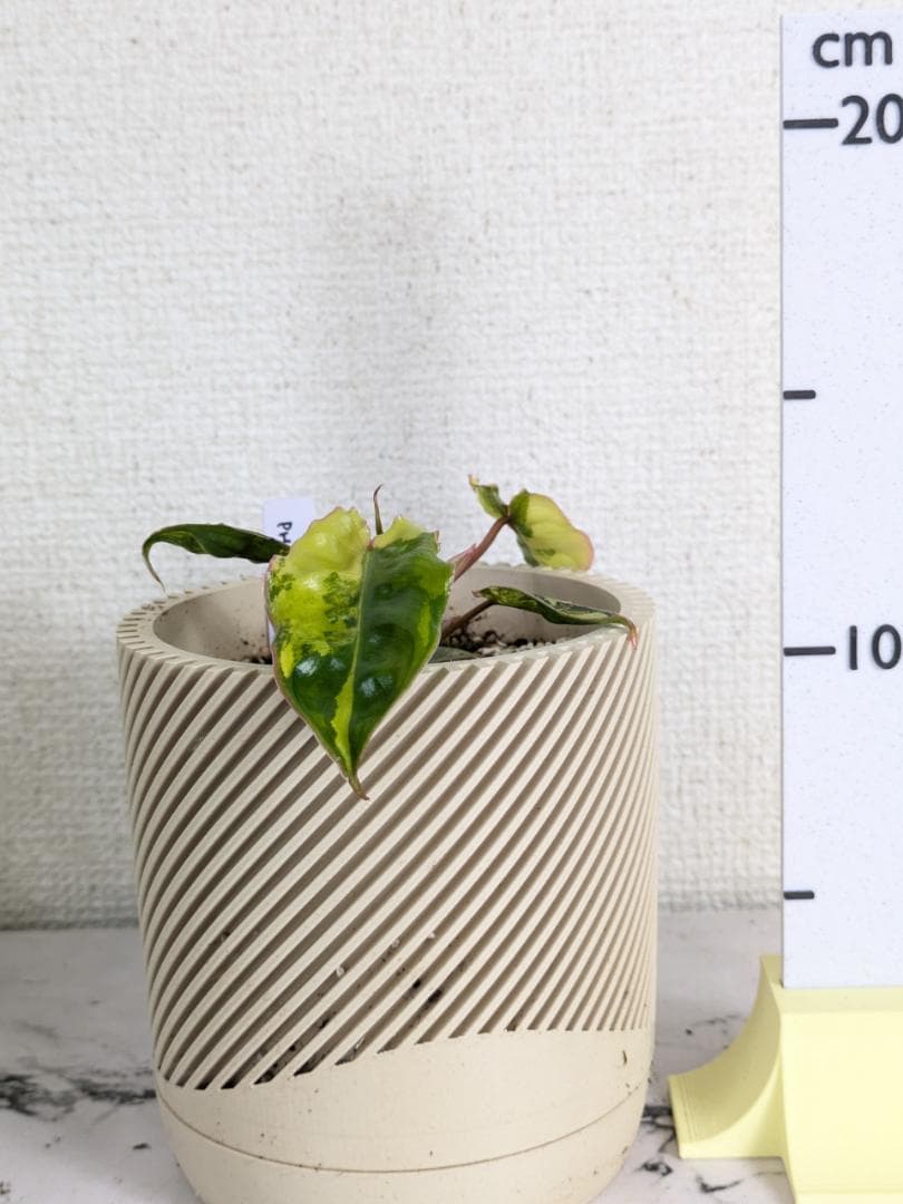 フィロデンドロン　ビレッティア　斑入り