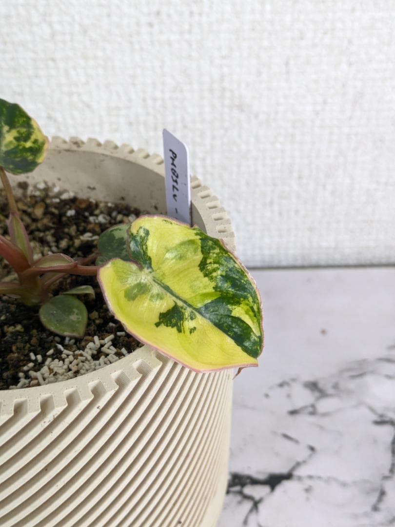 フィロデンドロン　ビレッティア　斑入り