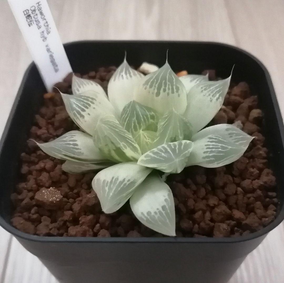 【～6/7まで】ハオルチア　白蛇伝　若苗サイズ【極上糊斑】