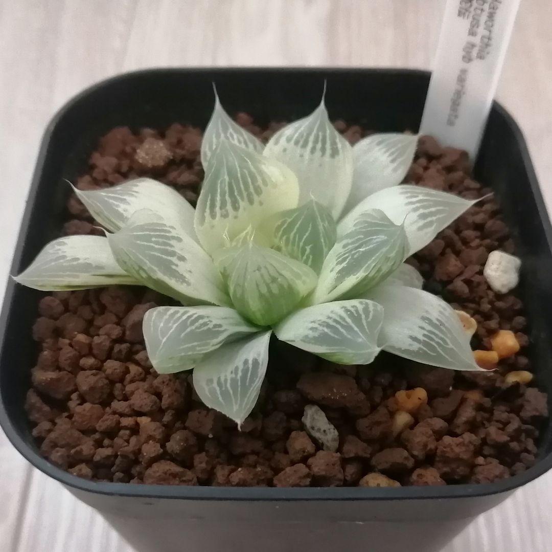 【～6/7まで】ハオルチア　白蛇伝　若苗サイズ【極上糊斑】