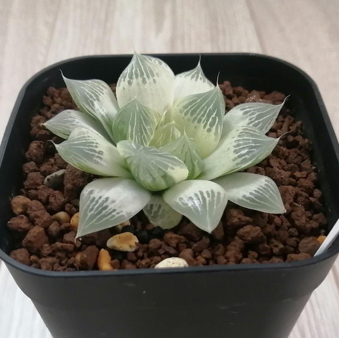 【～6/7まで】ハオルチア　白蛇伝　若苗サイズ【極上糊斑】