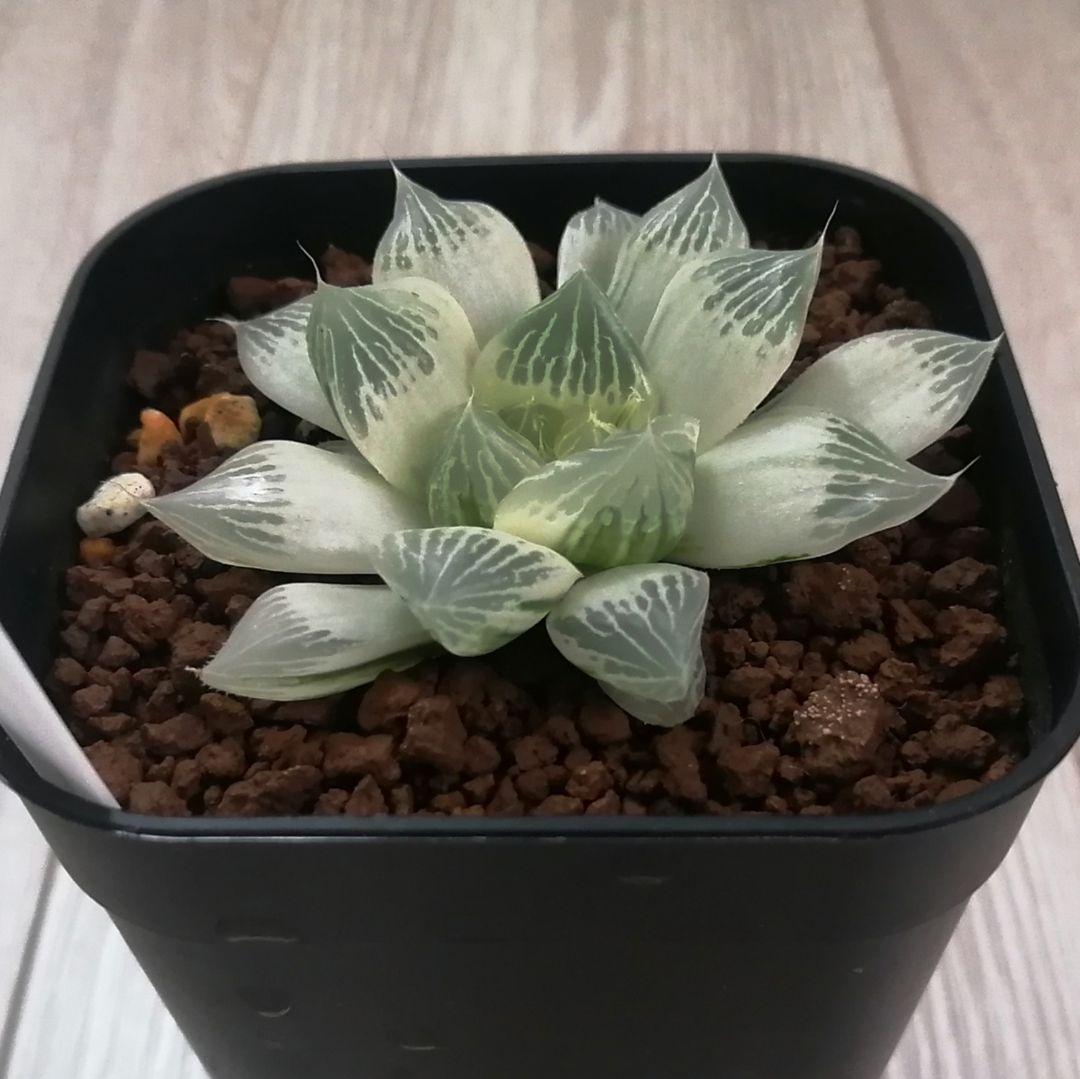 【～6/7まで】ハオルチア　白蛇伝　若苗サイズ【極上糊斑】