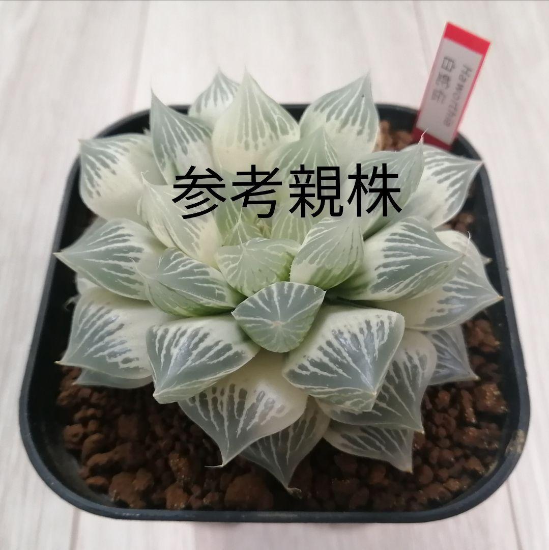 【～6/7まで】ハオルチア　白蛇伝　若苗サイズ【極上糊斑】