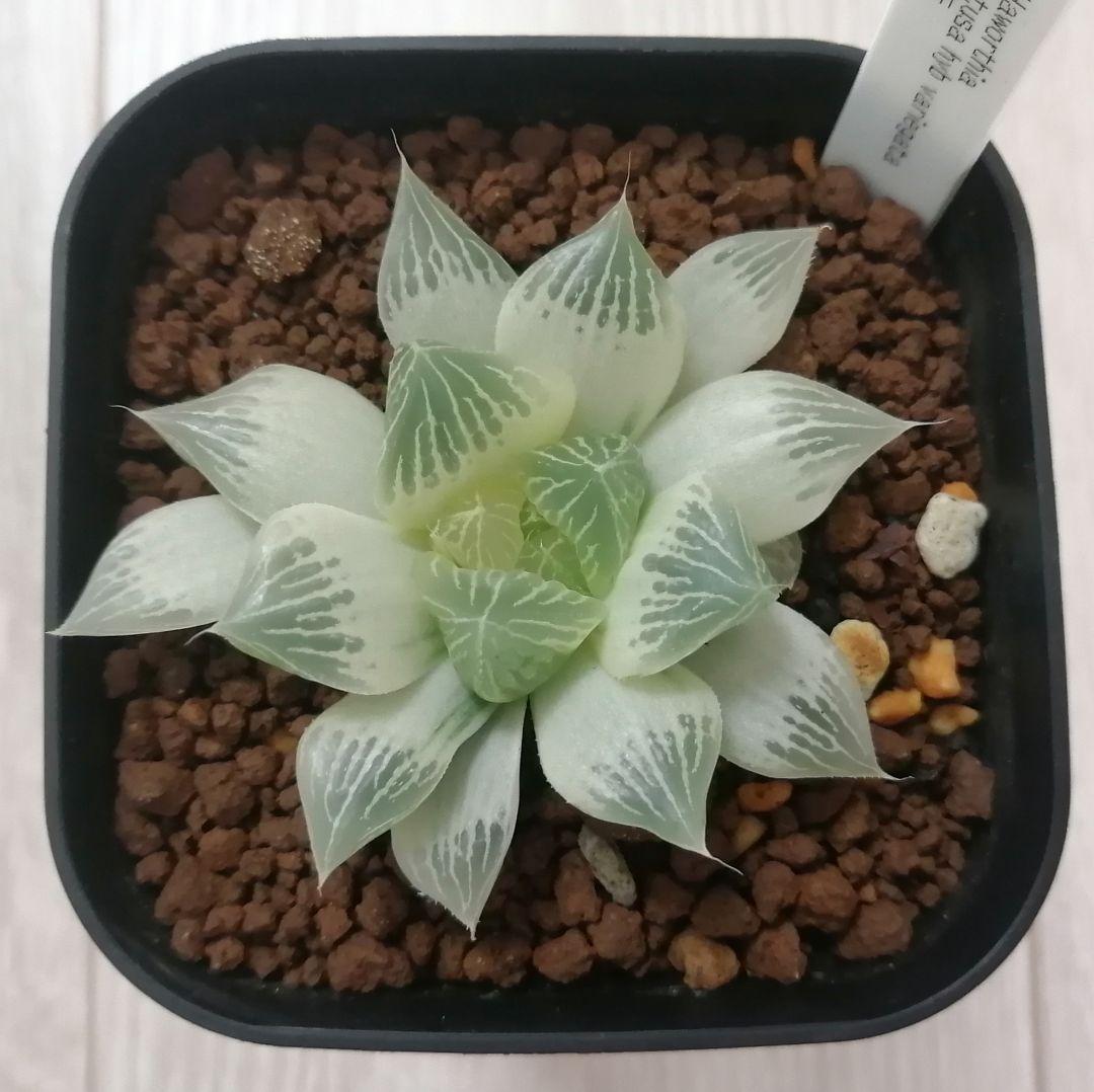 【～6/7まで】ハオルチア　白蛇伝　若苗サイズ【極上糊斑】