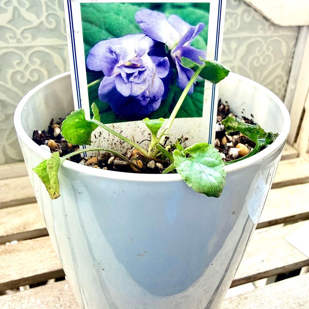 激レア❣️ 甘い香り ダッチェス デ パルメ パルマスミレ ダブル咲き