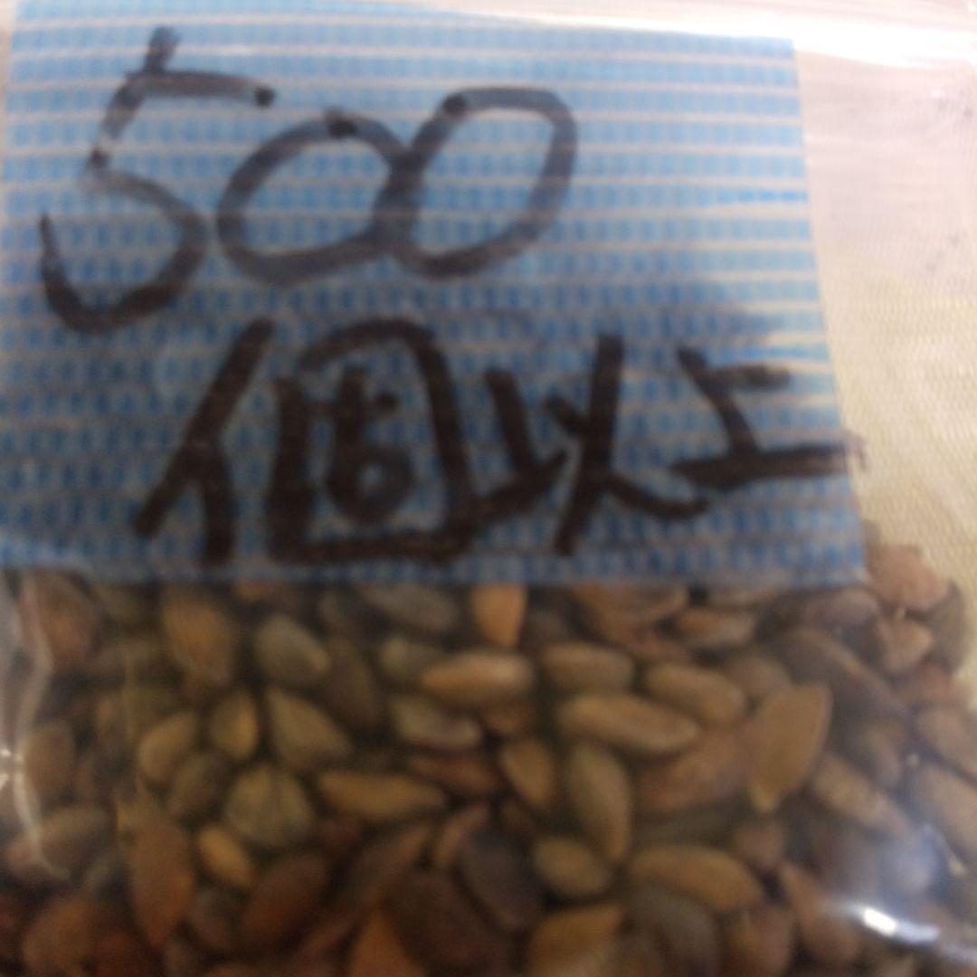 6/1②、2024年産、黒松種、静岡県産、500個以上 - メルカリ