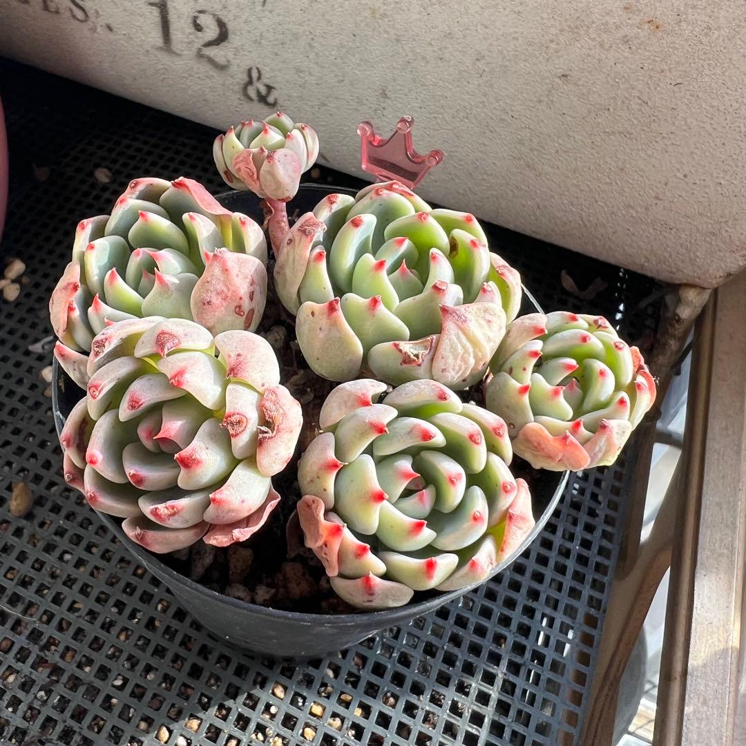 多肉植物♡七福美尼 抜き苗 - メルカリ