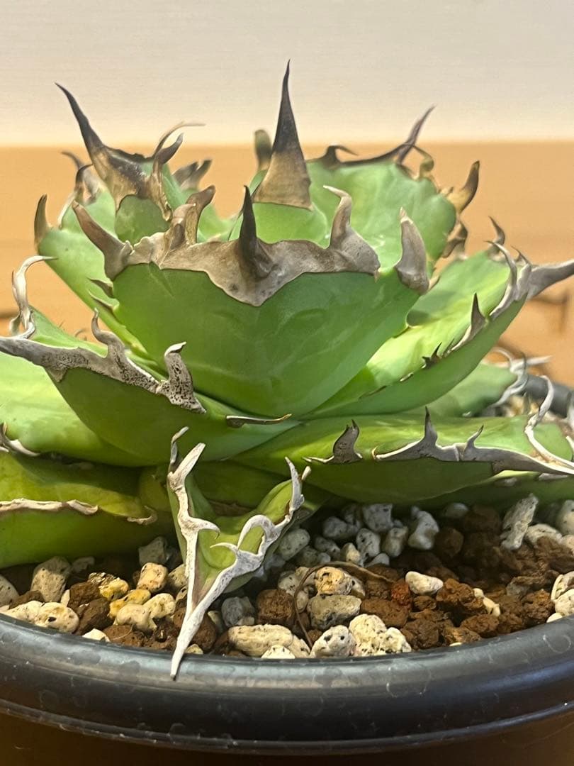 アガベ チタノタ ハデス 親株出品 台湾産 鉢のまま発送