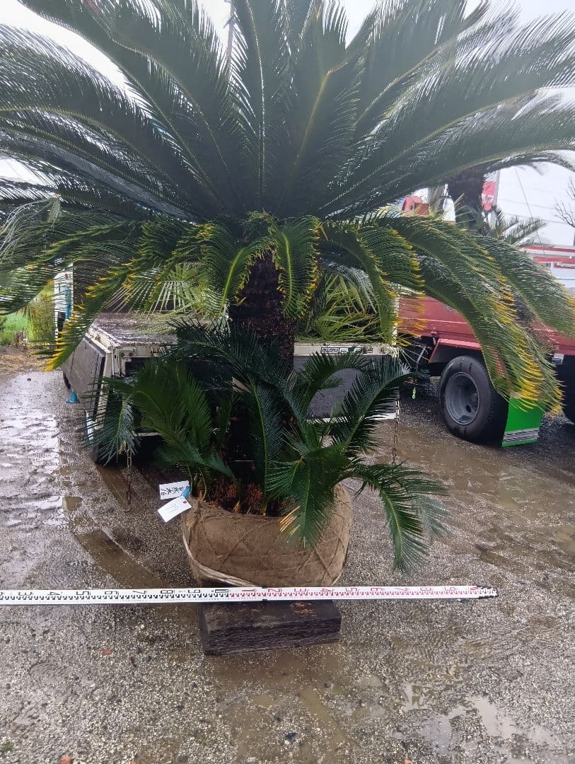 雌木ソテツ（巨大サイズ株）インテリア用