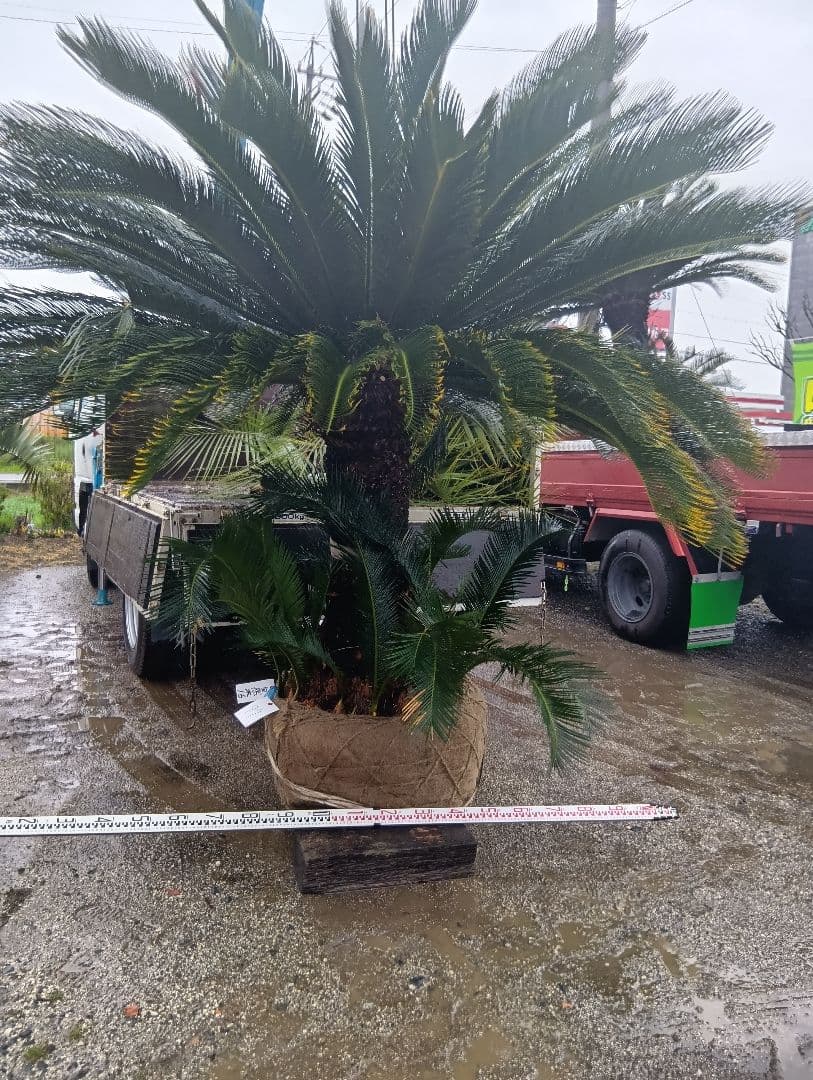 雌木ソテツ（巨大サイズ株）インテリア用