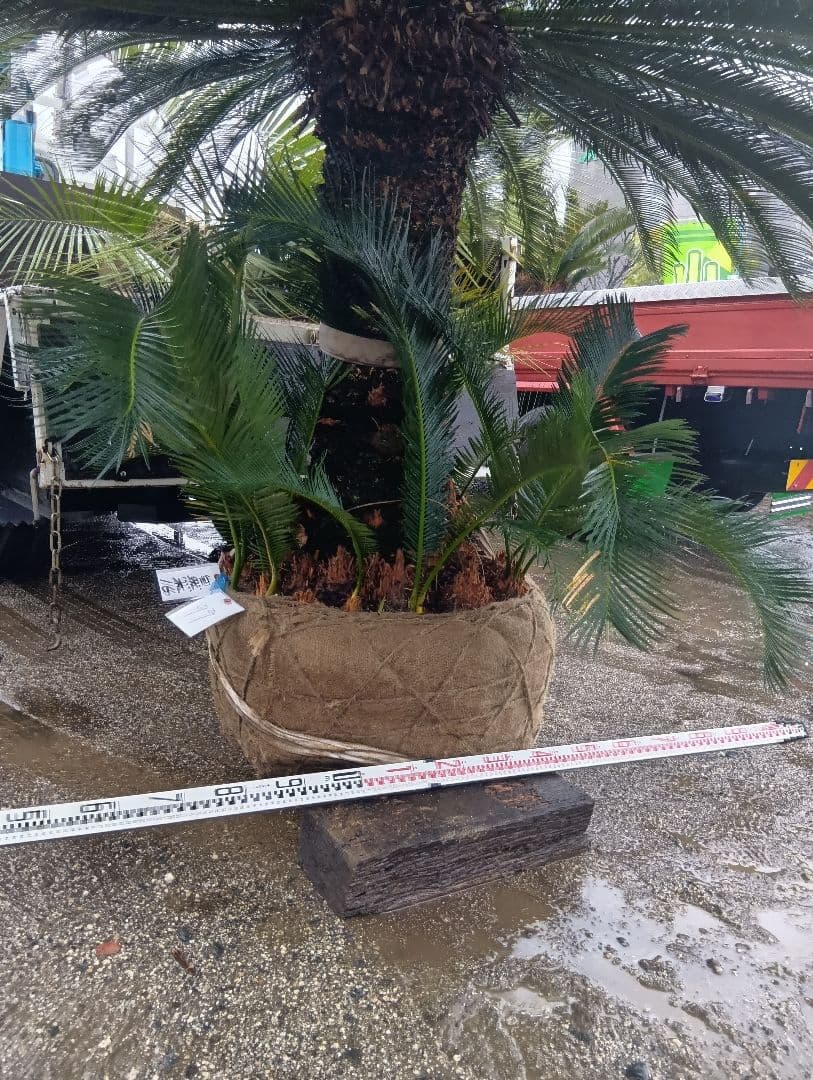 雌木ソテツ（巨大サイズ株）インテリア用