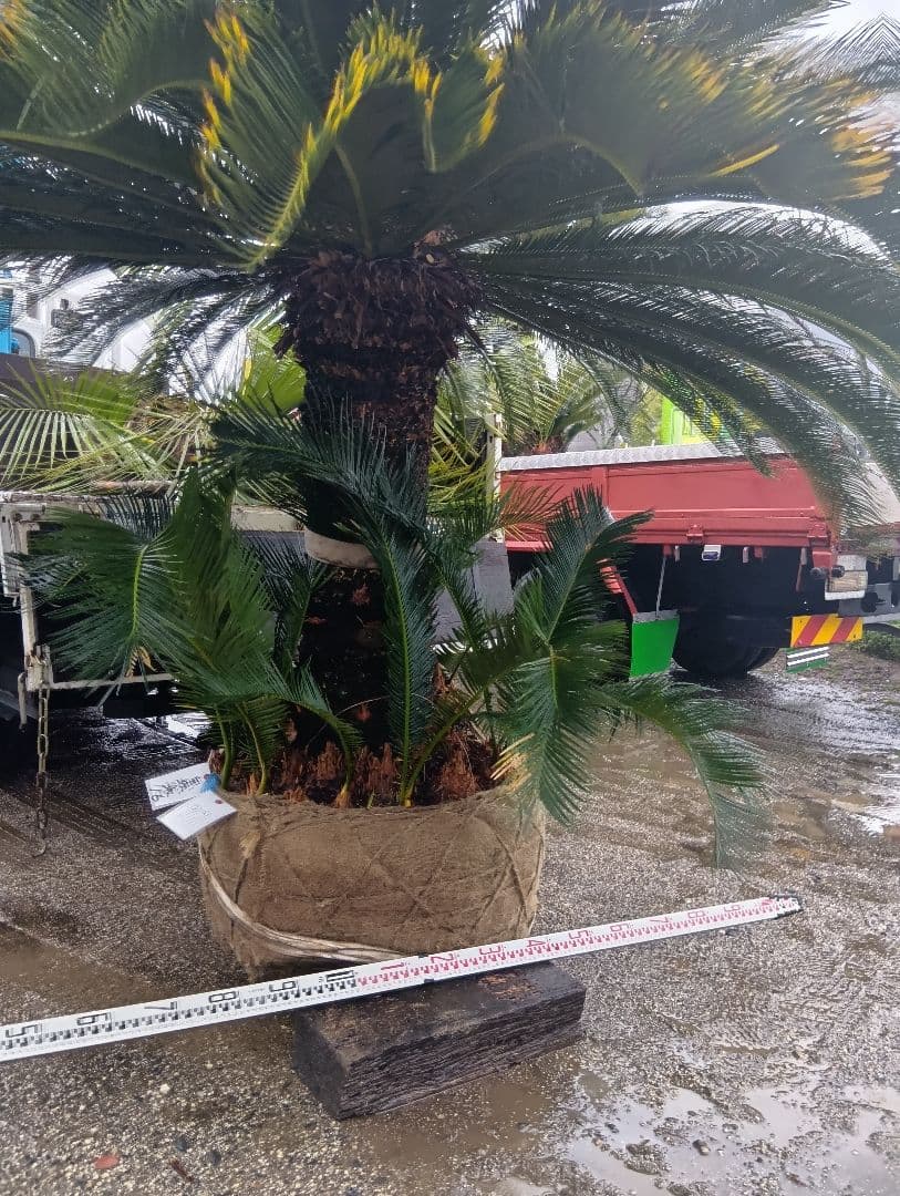 雌木ソテツ（巨大サイズ株）インテリア用