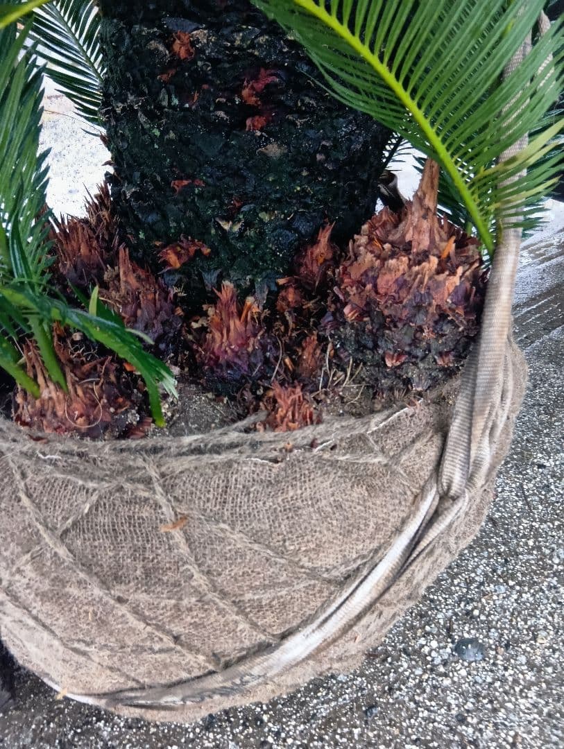 雌木ソテツ（巨大サイズ株）インテリア用