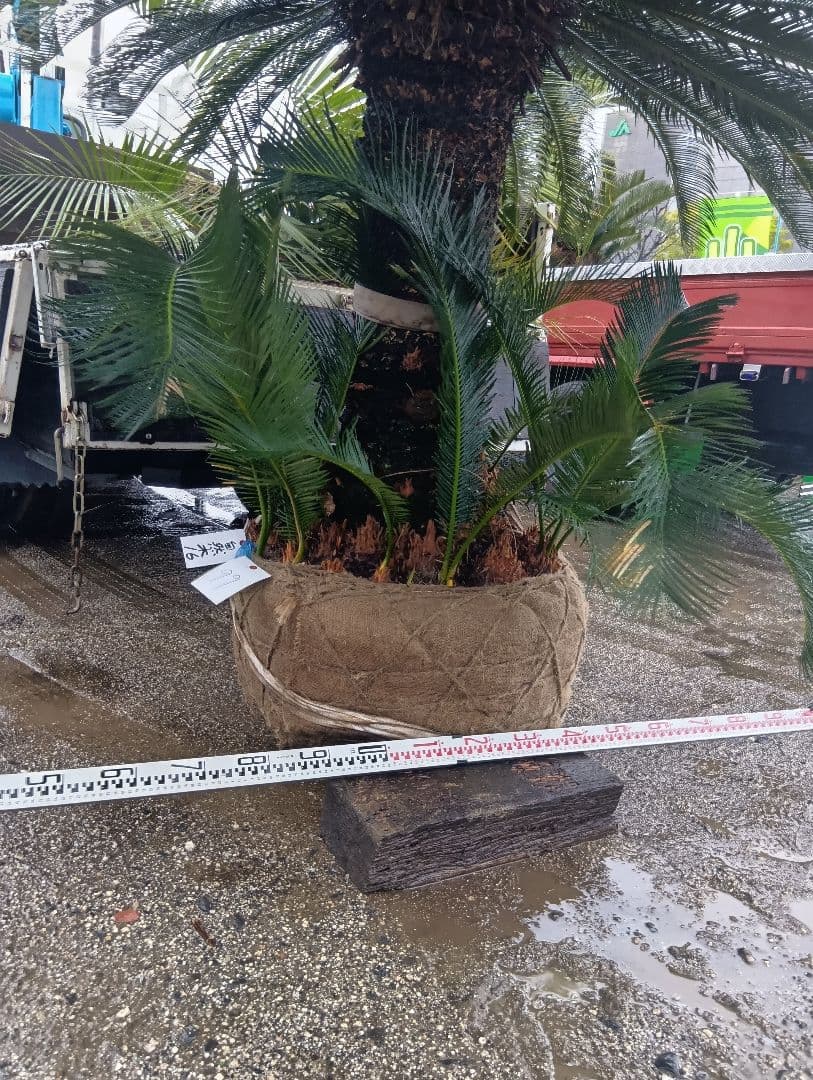 雌木ソテツ（巨大サイズ株）インテリア用