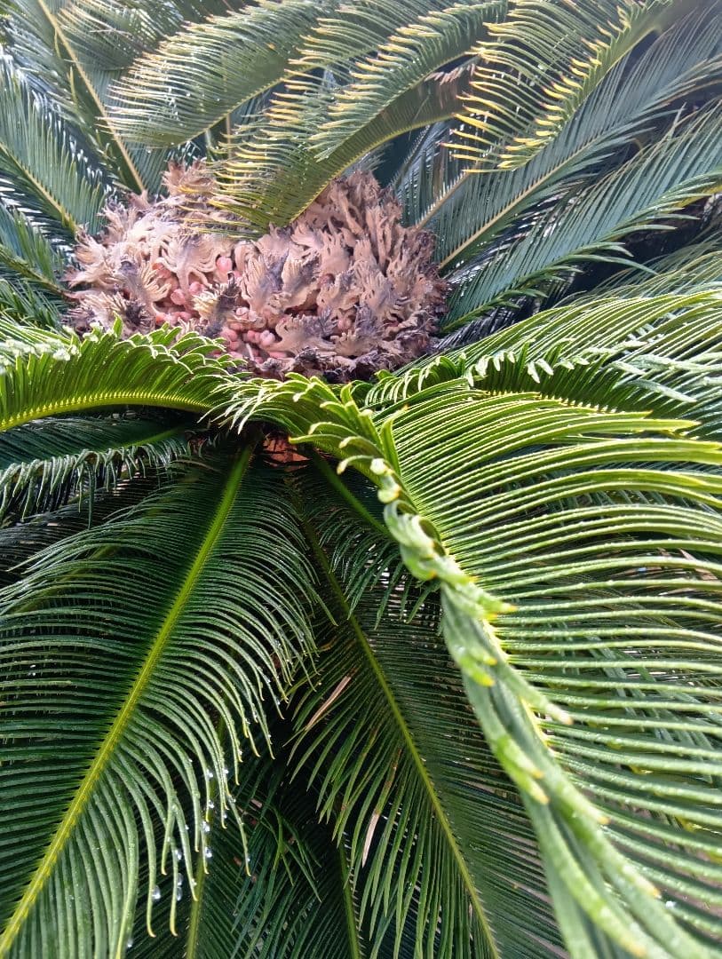 雌木ソテツ（巨大サイズ株）インテリア用