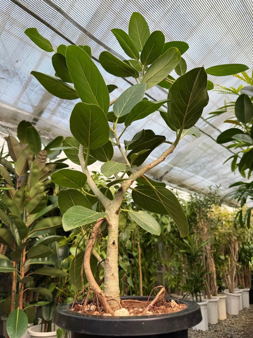 特級品】フィカス ベンガレンシス 曲がり仕立て 幹太 根上り 特大極上