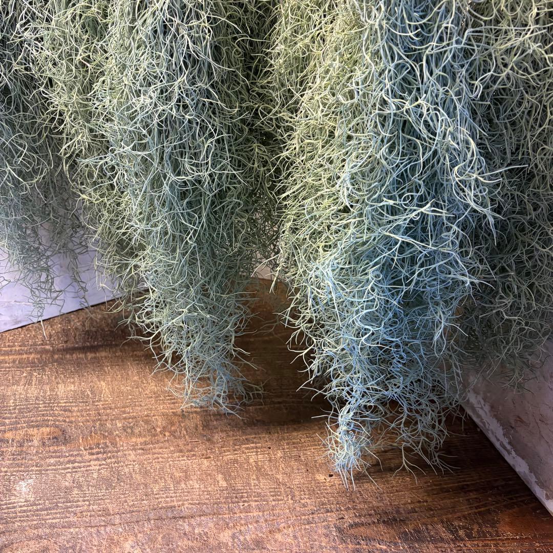 【2/1限定】　エアープランツ　チランジア　ウスネオイデス　8束　　オマケ付き