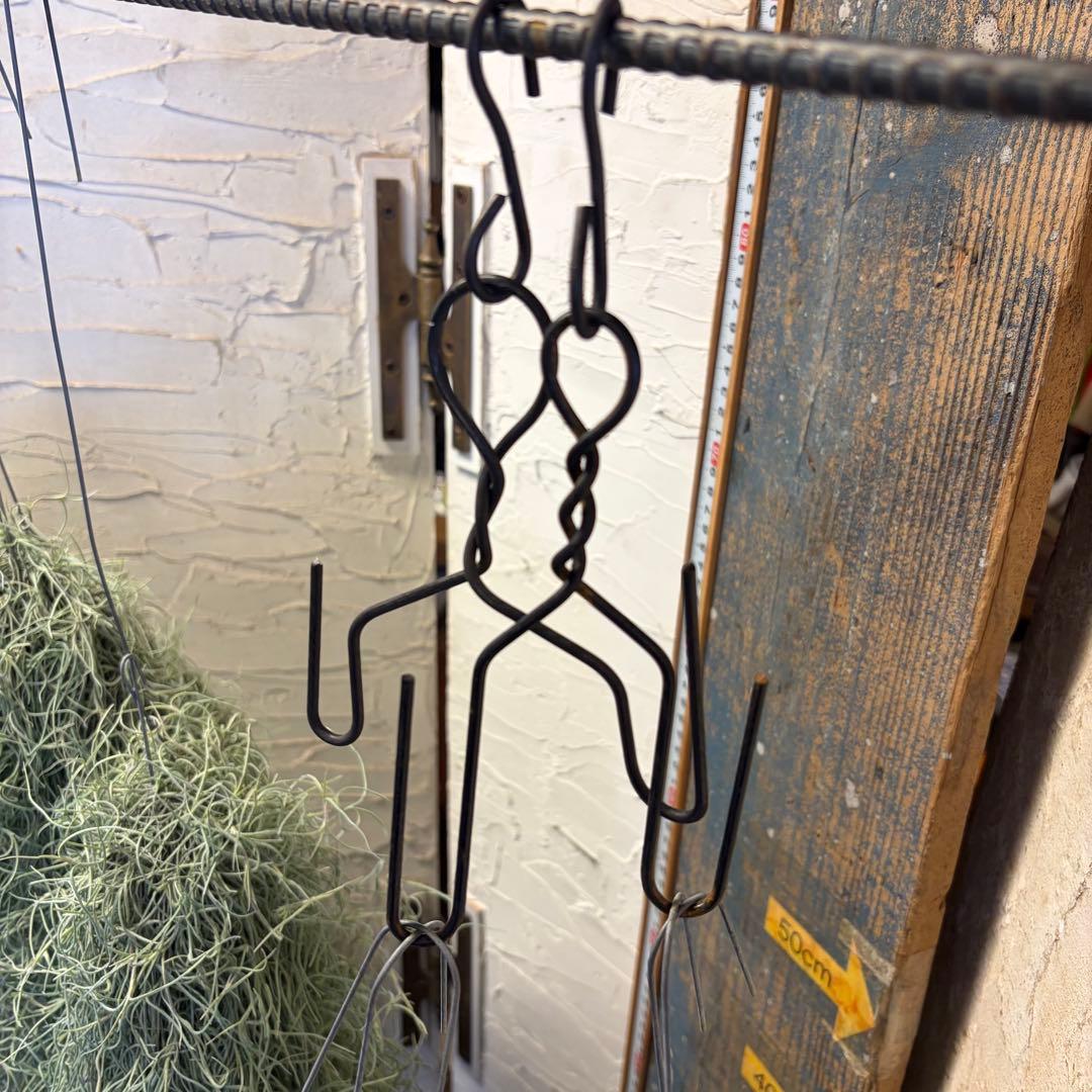 【2/1限定】　エアープランツ　チランジア　ウスネオイデス　8束　　オマケ付き