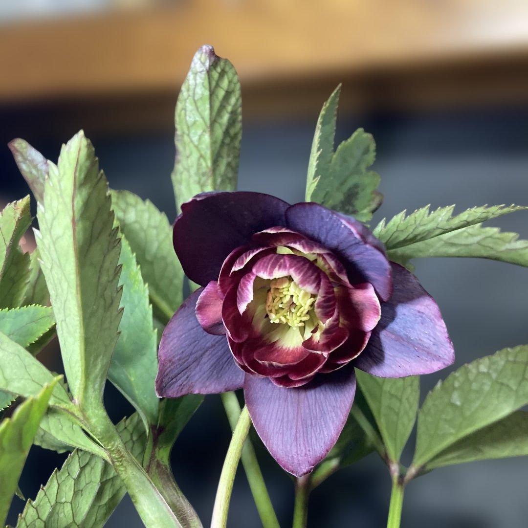 まい3点おまとめ 分割クリスマスローズ雅紫色の花