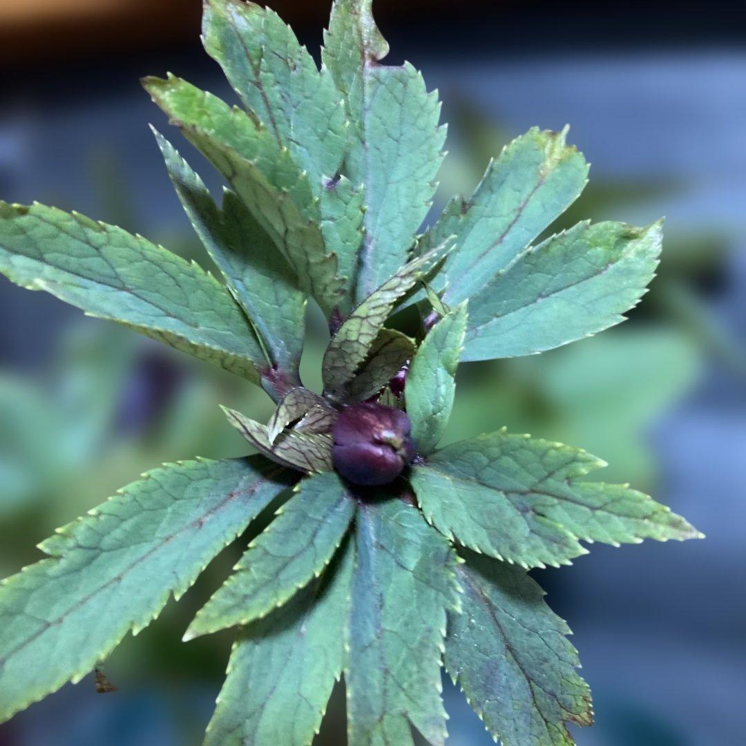 まい3点おまとめ 分割クリスマスローズ雅紫色の花