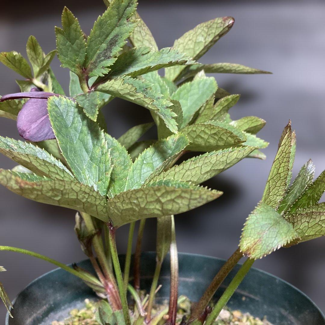 まい3点おまとめ 分割クリスマスローズ雅紫色の花